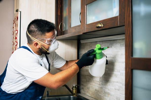 Best Flea Control Services  in Dalton, PA