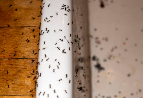 Trusted Dalton, PA Pest Control Experts